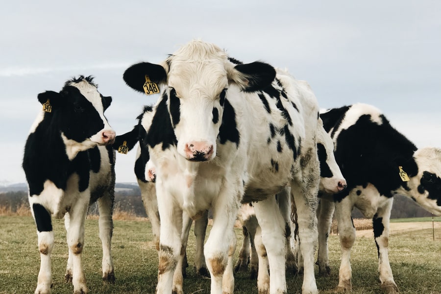 Hodowla krów mlecznych – Poradnik